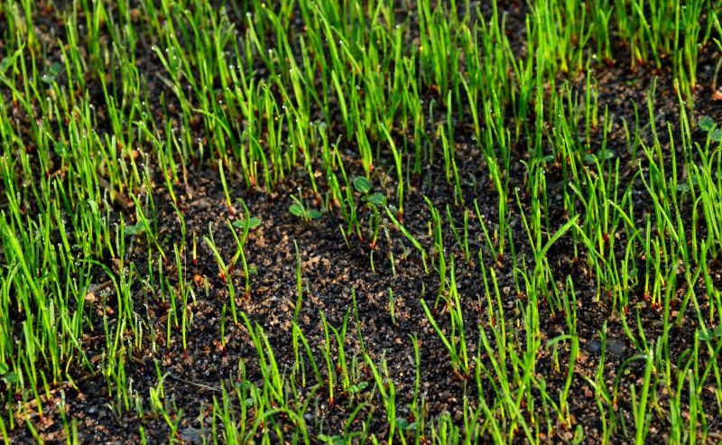 Freshly Hydroseeded Area