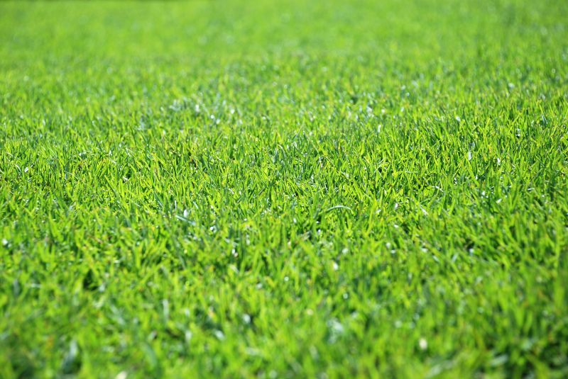 Hydroseeding Service