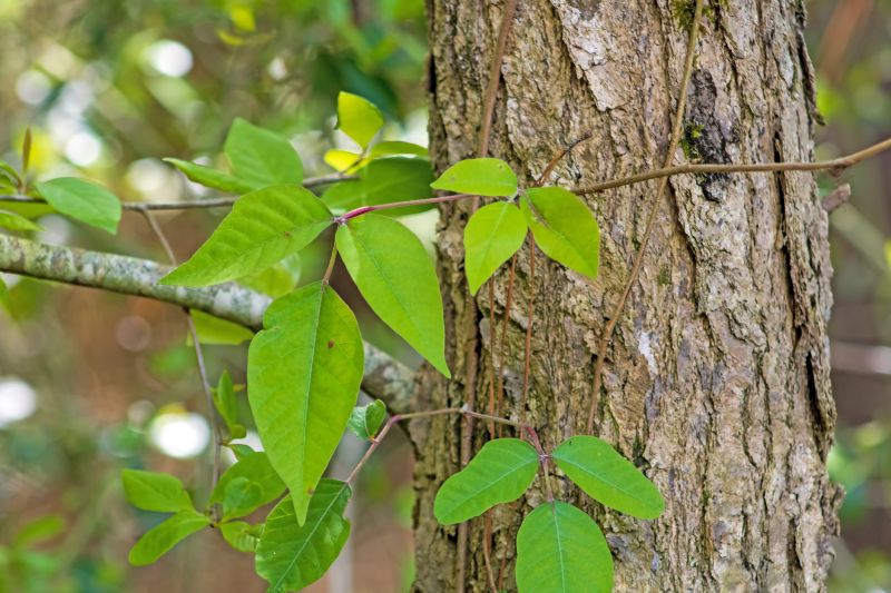 Poison Ivy Removal in Harford County, MD