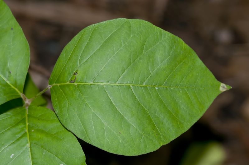 Poison Ivy Removal in Newark, DE