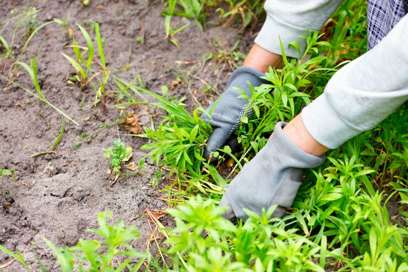 Poison Oak Removal in Burlington County, NJ