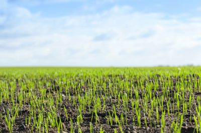 Lawn Recovery After Seeding