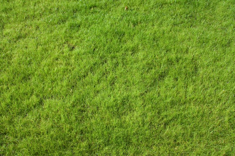 Residential Lawn Seeding in Ventura County, CA