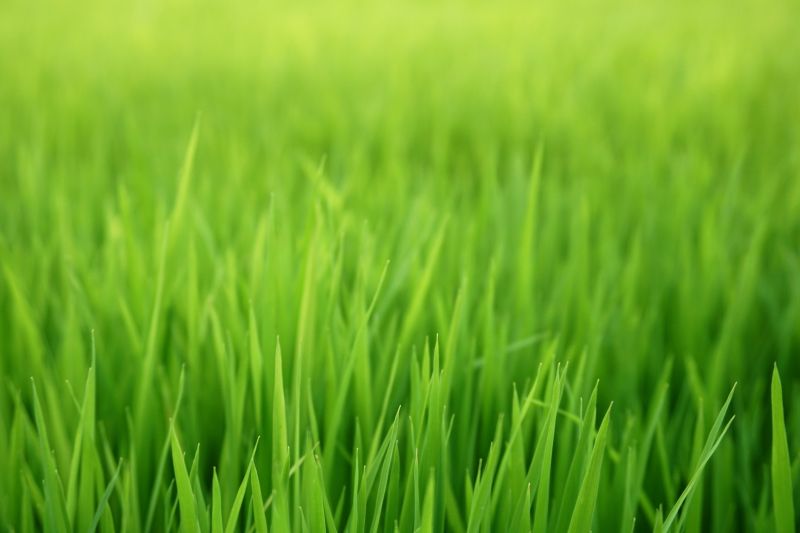 Residential Grass Seeding in Ventura County, CA