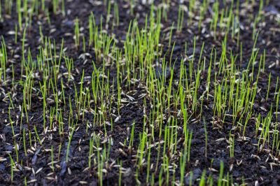 Spring Grass Seeding in Ventura County, CA